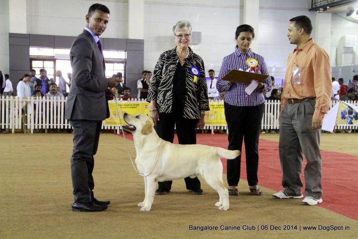 bob,labrador retriever,sw-138,, Bangalore Canine Club 2014, DogSpot.in