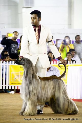 afghan hound,sw-138,, Bangalore Canine Club 2014, DogSpot.in