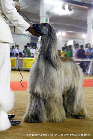 afghan hound,sw-138,, Bangalore Canine Club 2014, DogSpot.in
