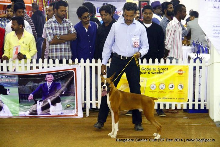 boxer,ex-220,sw-138,, Bangalore Canine Club 2014, DogSpot.in