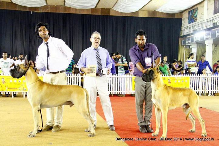 bob,great dane,rbob,sw-138,, Bangalore Canine Club 2014, DogSpot.in