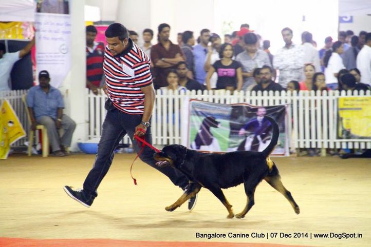rottweiler,sw-138,, Bangalore Canine Club 2014, DogSpot.in