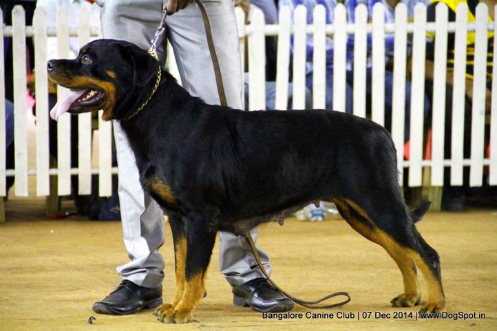rottweiler,sw-138,, Bangalore Canine Club 2014, DogSpot.in