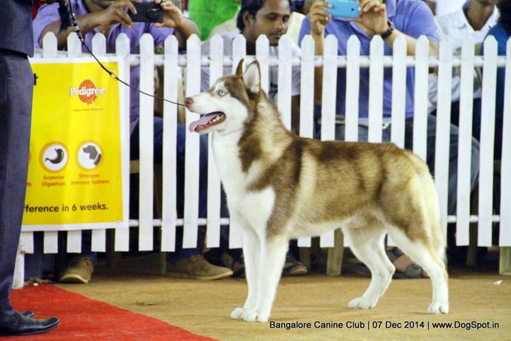 ex-364,siberian husky,sw-138,, Bangalore Canine Club 2014, DogSpot.in