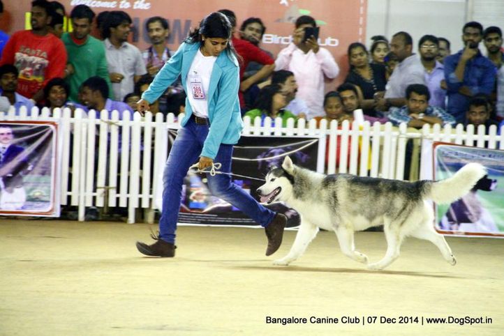 ex-369,siberian husky,sw-138,, Bangalore Canine Club 2014, DogSpot.in