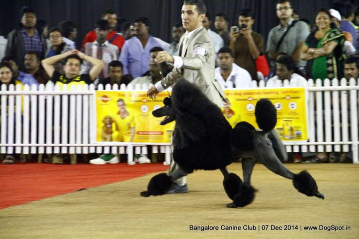 ex-40,poodle standard,sw-138,, Bangalore Canine Club 2014, DogSpot.in