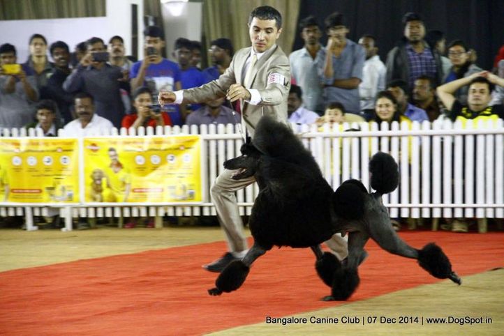 ex-40,poodle standard,sw-138,, Bangalore Canine Club 2014, DogSpot.in