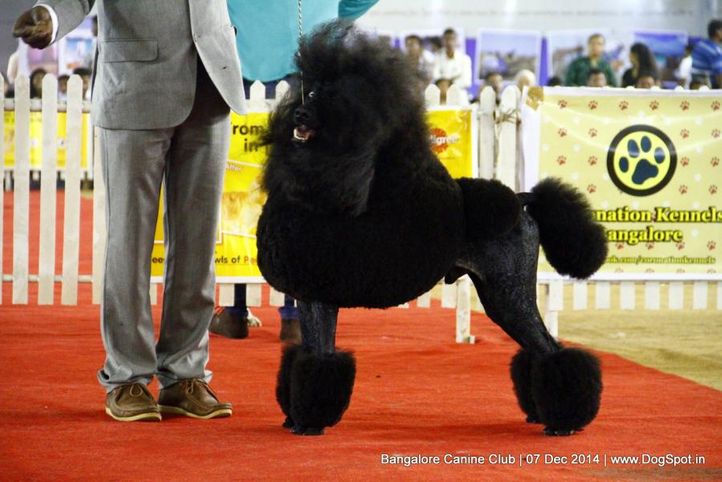 ex-41,poodle standard,sw-138,, Bangalore Canine Club 2014, DogSpot.in