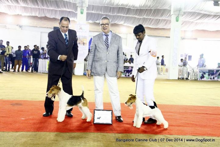 bob,fox terrier wired,rbob,sw-138,, Bangalore Canine Club 2014, DogSpot.in