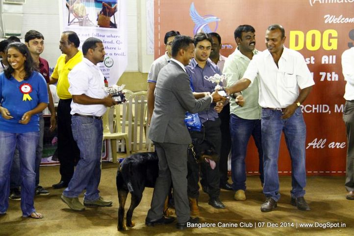 best in show,rottweiler,sw-138,, Bangalore Canine Club 2014, DogSpot.in