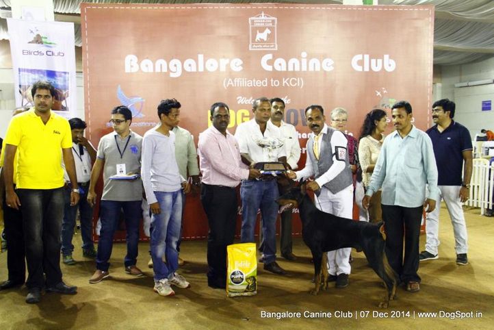 best in show,doberman,sw-138,, Bangalore Canine Club 2014, DogSpot.in