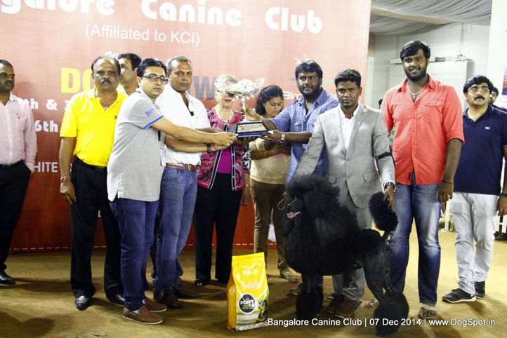 best in show,poodle standard,sw-138,, Bangalore Canine Club 2014, DogSpot.in