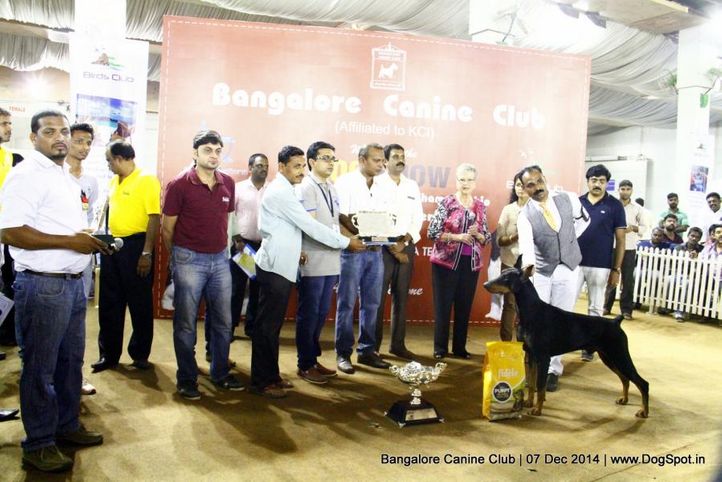 best in show,doberman,sw-138,, Bangalore Canine Club 2014, DogSpot.in
