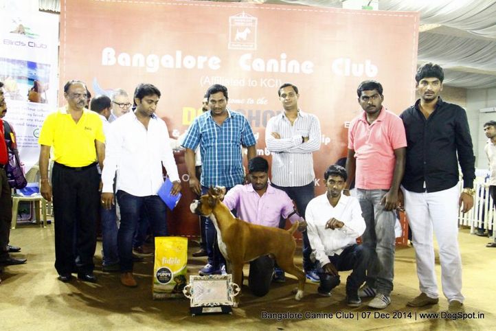 best in show,boxer,sw-138,, Bangalore Canine Club 2014, DogSpot.in