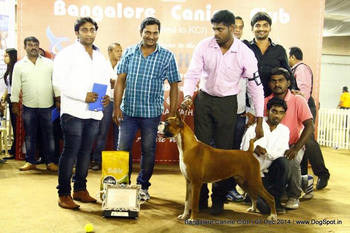 best in show,boxer,sw-138,, Bangalore Canine Club 2014, DogSpot.in