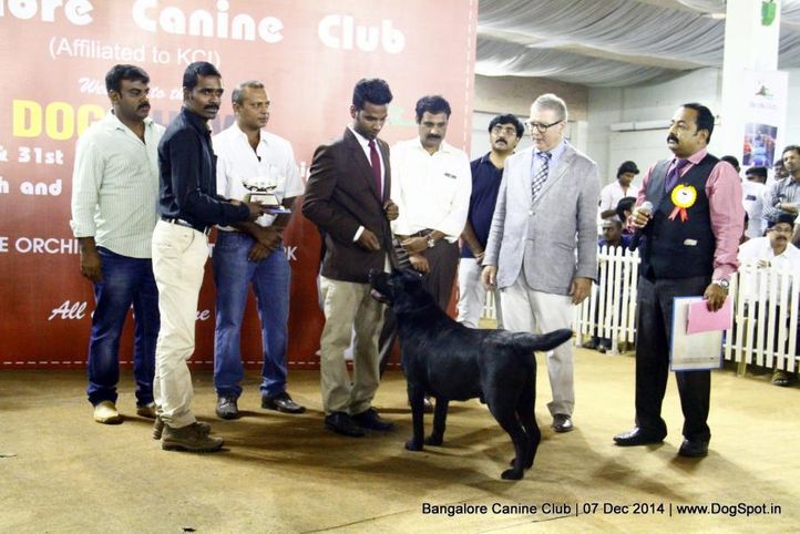 best in show,labrador retriever,sw-138,, Bangalore Canine Club 2014, DogSpot.in