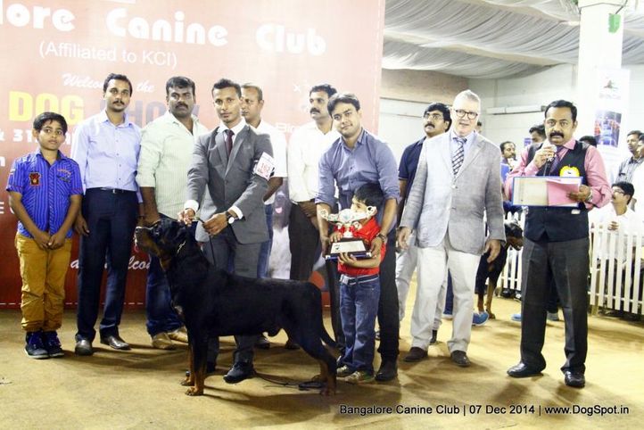 best in show,rottweiler,sw-138,, Bangalore Canine Club 2014, DogSpot.in