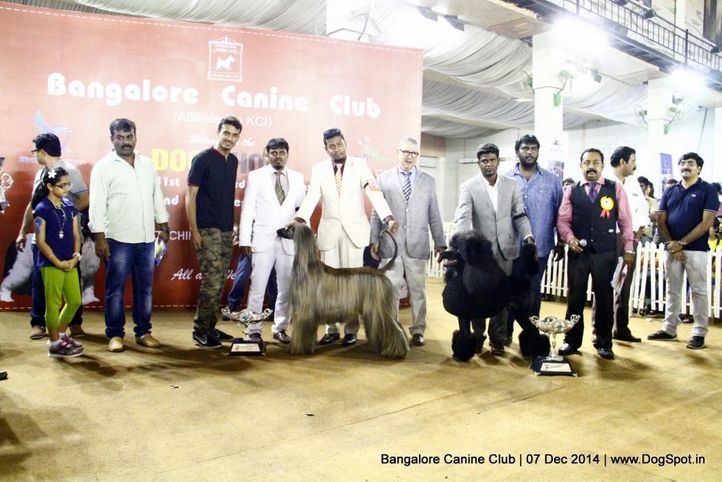 afghan hound,best in show,poodle standard,sw-138,, Bangalore Canine Club 2014, DogSpot.in