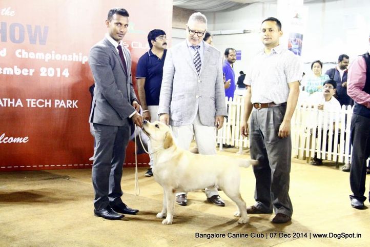 best in show,ex-162,labrador retriever,sw-138,, Bangalore Canine Club 2014, DogSpot.in
