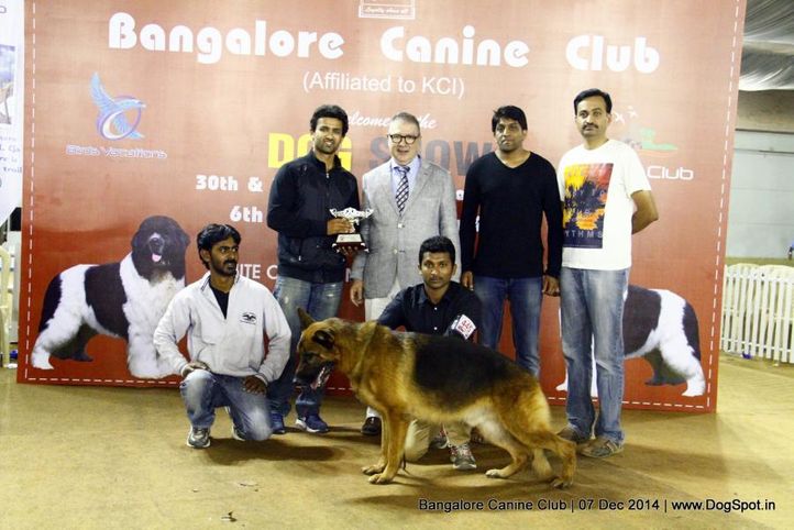 best in show,german shepherd,sw-138,, Bangalore Canine Club 2014, DogSpot.in