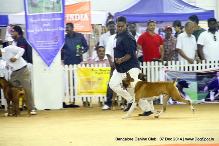 boxer,ex-239,sw-138,, Bangalore Canine Club 2014, DogSpot.in