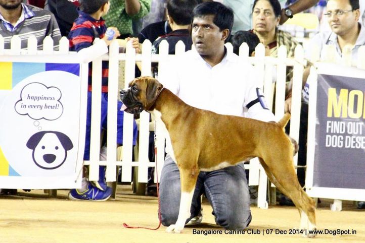 boxer,ex-245,sw-138,, Bangalore Canine Club 2014, DogSpot.in