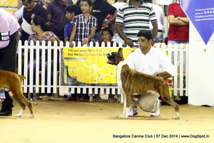 boxer,ex-247,sw-138,, Bangalore Canine Club 2014, DogSpot.in