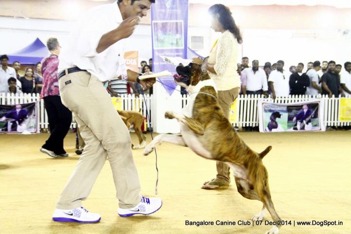 boxer,ex-247,sw-138,, Bangalore Canine Club 2014, DogSpot.in