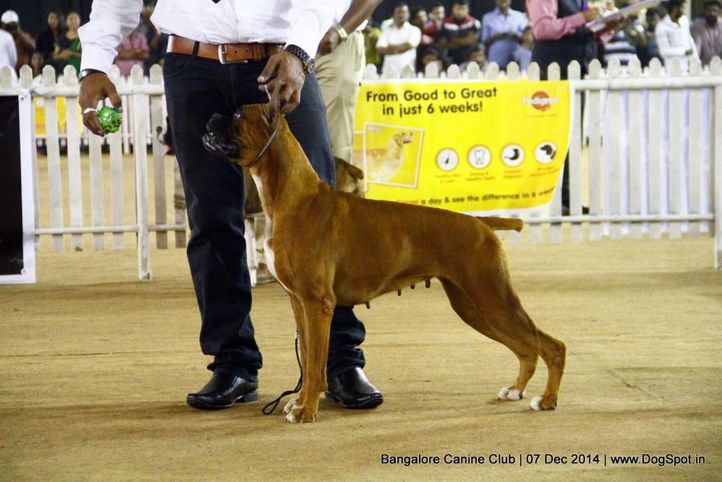 boxer,sw-138,, Bangalore Canine Club 2014, DogSpot.in