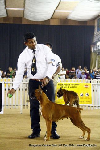 boxer,sw-138,, Bangalore Canine Club 2014, DogSpot.in