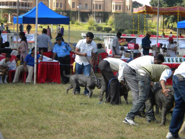 Line Up, Bangalore Canine Club Dog Show 21st Nov 2009, DogSpot.in