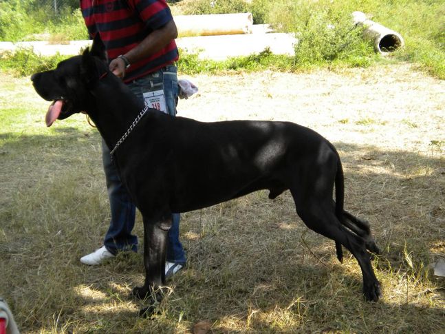 Great Dane, Bangalore Canine Club Dog Show 21st Nov 2009, DogSpot.in