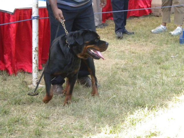 Rottweiler, Bangalore Canine Club Dog Show 21st Nov 2009, DogSpot.in