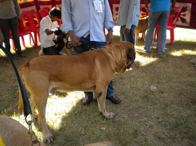 Boxer, Bangalore Canine Club Dog Show 21st Nov 2009, DogSpot.in
