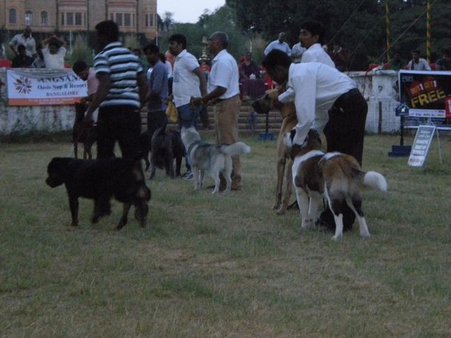 Line up, Bangalore Canine Club Dog Show 21st Nov 2009, DogSpot.in