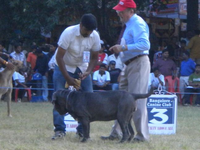 Pryssy Best in Puppy Class (Ring 2), Bangalore Canine Club Dog Show 21st Nov 2009, DogSpot.in