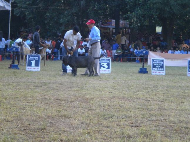 Pryssy Best in Puppy Class (Ring 2), Bangalore Canine Club Dog Show 21st Nov 2009, DogSpot.in