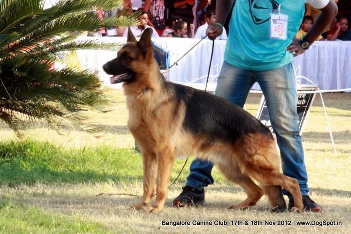 ex-450,german shepherd,sw-69,, LUX OF ZEDEX, German Shepherd Dog, DogSpot.in