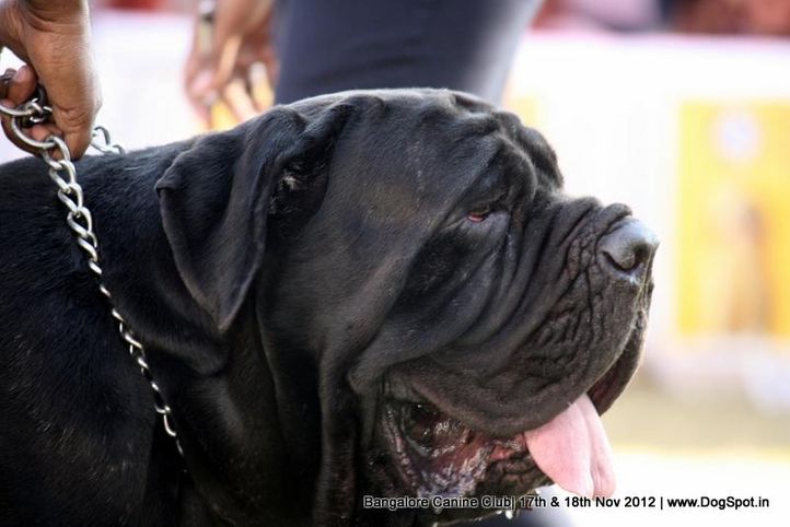 neapolitan mastiff,sw-69,, Bangalore Dog Show 2012 , DogSpot.in