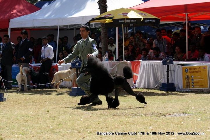ex-51,poodle,sw-69,, ARG CH BRAZ CH URU RISING STAR'S NEW YEAR OF PANIZZI, Poodle- Standard, DogSpot.in