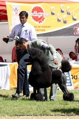 ex-51,poodle,sw-69,, ARG CH BRAZ CH URU RISING STAR'S NEW YEAR OF PANIZZI, Poodle- Standard, DogSpot.in