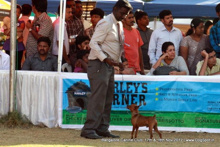 chihuahua,sw-69,, Bangalore Dog Show 2012 , DogSpot.in
