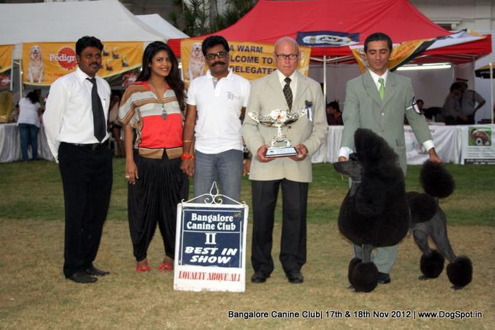 line up,sw-69,poodle, Bangalore Dog Show 2012 , DogSpot.in