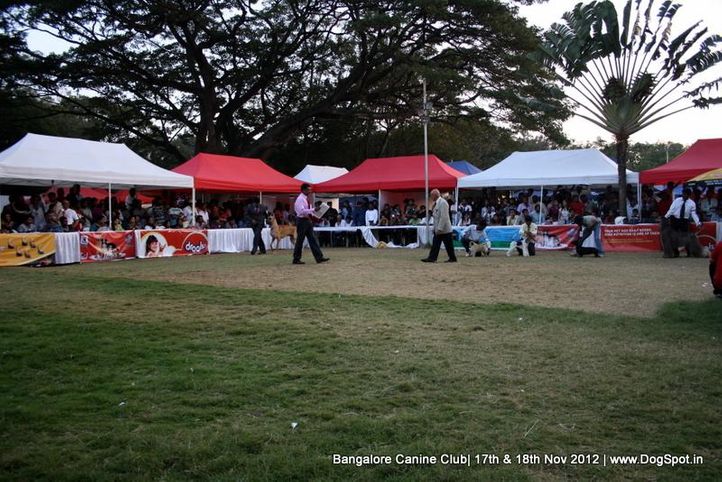 judging,sw-69,, Bangalore Dog Show 2012 , DogSpot.in