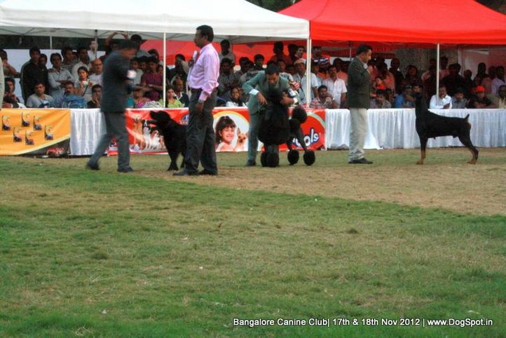 show ground,sw-69,, Bangalore Dog Show 2012 , DogSpot.in