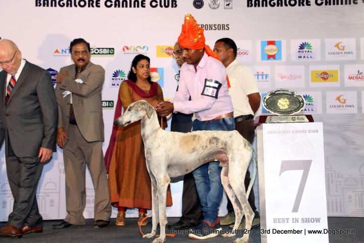 kci show lineup,lineup,sw-202,, Bangalore Dog Show 2017, DogSpot.in