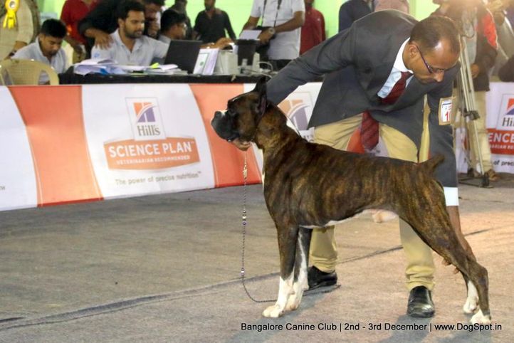 boxer,sw-202,, Bangalore Dog Show 2017, DogSpot.in