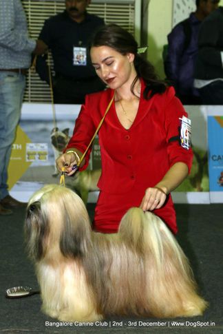 lhasa apso,sw-202,, Bangalore Dog Show 2017, DogSpot.in
