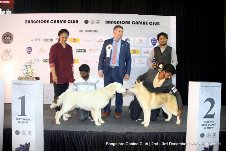 kci show lineup 2,sw-202,, Bangalore Dog Show 2017, DogSpot.in