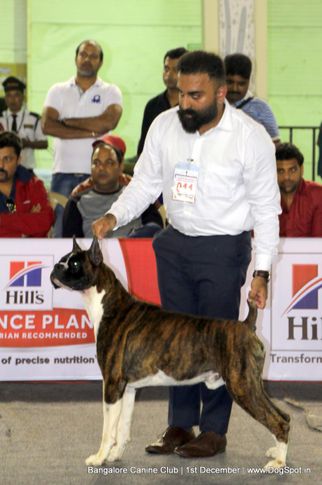 boxer,boxer speciality,day - 1,sw-202,, Bangalore Dog Show 2017, DogSpot.in